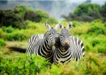 6 choses à voir et à faire en Côte d’Ivoire